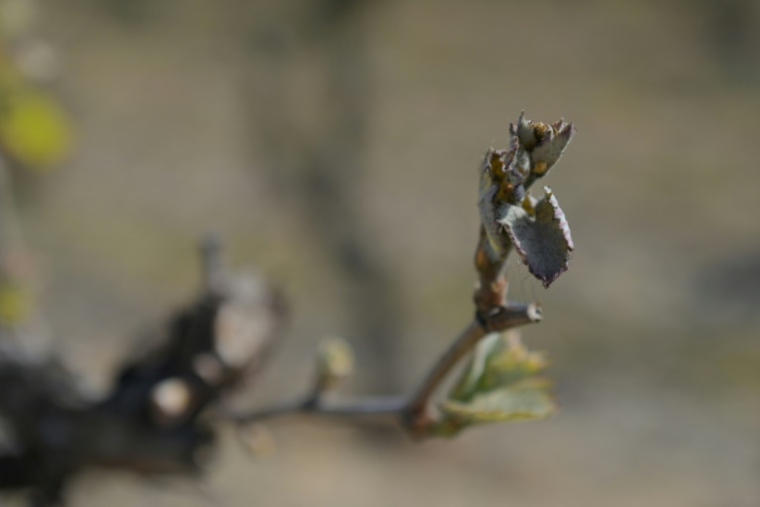 Un bourgeon de vigne touché par un épisode de gel tardif le 9 avril 2021 à Parcay-Meslay, dans le centre de la France ( AFP / GUILLAUME SOUVANT )