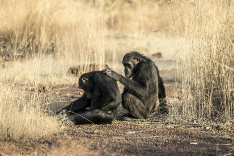 Des chimpanzés d'Afrique de l'Ouest dans la savane de Fongoli, dans la région de Kédougou, le 10 décembre 2025 au Sénégal ( AFP / PATRICK MEINHARDT )