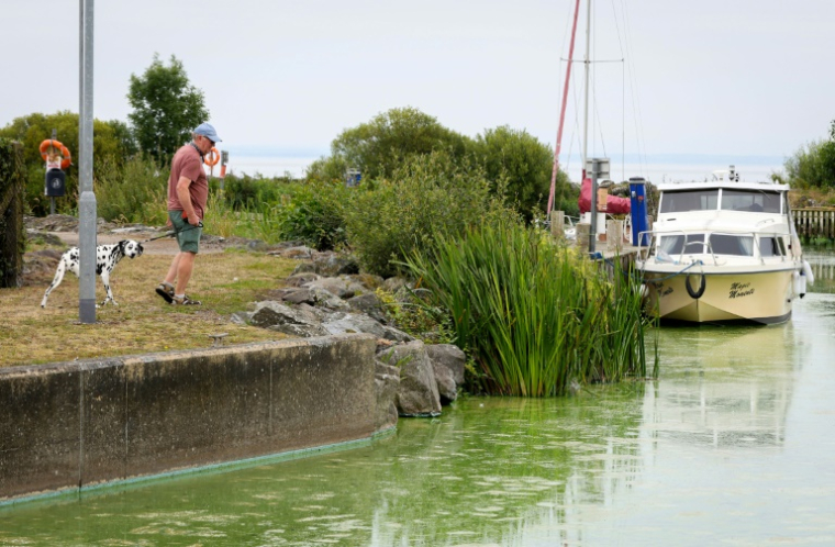 Un promeneur regarde les algues ayant infesté le Lough Neagh, en irlande du Nord, le 22 août 2025 ( AFP / Paul Faith )