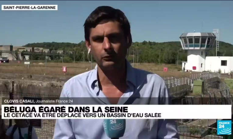 Béluga dans la Seine: Une opération sera tentée dans la soirée pour l'extraire