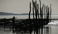 Un parc à huîtres dans le bassin d'Arcachon, le 18 décembre 2024 ( AFP / Philippe LOPEZ )