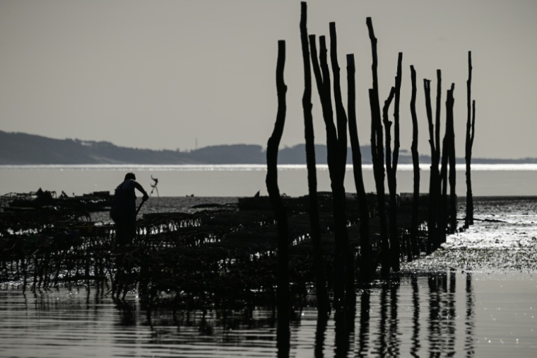 Un parc à huîtres dans le bassin d'Arcachon, le 18 décembre 2024 ( AFP / Philippe LOPEZ )