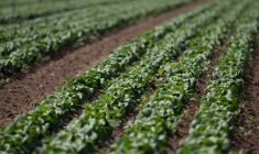 Après un été de sécheresse, légumes et maraîchers reprennent des couleurs ( AFP / GUILLAUME SOUVANT )