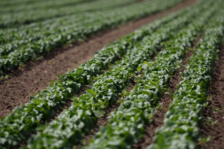 Après un été de sécheresse, légumes et maraîchers reprennent des couleurs ( AFP / GUILLAUME SOUVANT )