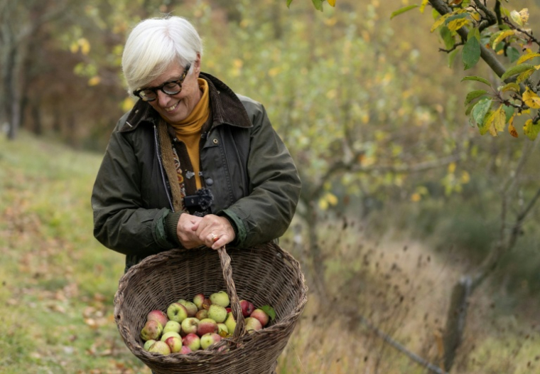 L'agronome italienne Isabella Dalla Ragione cueille des pommes dans les vergers de sa fondation Archeologia Arboreas, à San Lorenzo di Lerchi, un hameau de Città di Castello, en Italie, le 7 novembre 2025 ( AFP / Tiziana FABI )