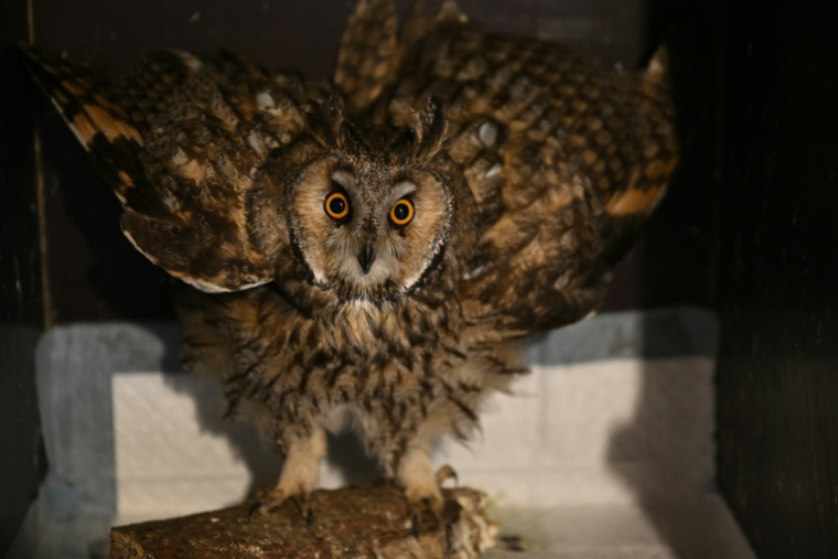 Un hibou moyen-duc dans une volière d'un refuge pour oiseaux à Voropaïv, région de Kiev, le 28 avril 2026 en Ukraine ( AFP / Genya SAVILOV )