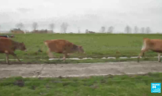 Pays-Bas : l'agriculture intensive dans le viseur du gouvernement