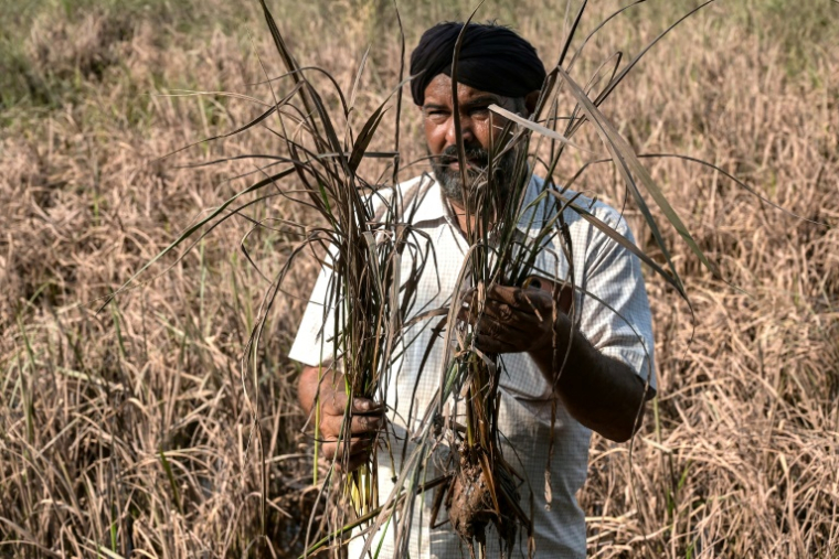 L'agriculteur Rakesh Kumar inspecte ses cultures, endommagées par les inondations, lors d'un entretien avec l'AFP dans le village de Lassia, dans l'Etat du Pendjab, le 11 septembre 2025 en Inde ( AFP / Narinder NANU )
