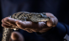 Un bébé crocodile du Nil à Aswan, en Egypte le 5 mars 2020 ( AFP / Khaled DESOUKI )