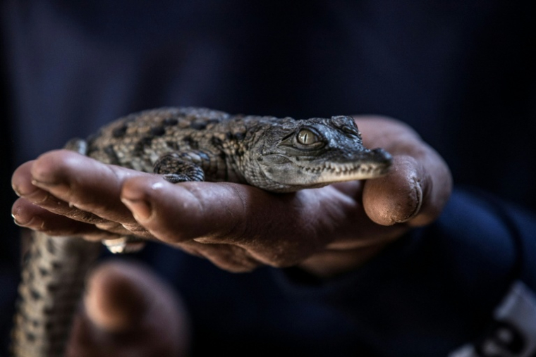 Un bébé crocodile du Nil à Aswan, en Egypte le 5 mars 2020 ( AFP / Khaled DESOUKI )