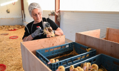 Une femme injectant le vaccin contre la grippe aviaire à des canards à Horsarrieu (Landes), le 2 octobre 2023. Photo publiée par le ministère de l'Agriculture.  ( MINISTERE DE L'AGRICULTURE / HANDOUT )