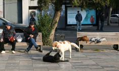 Des chiens errants sur une place de Tbilissi, la capitale géorgienne, le 16 novembre 2025 ( AFP / Vano SHLAMOV )