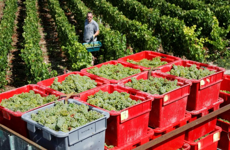 Un vendangeur à Bethon en Champagne