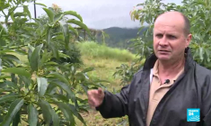 En Afrique du Sud, les agriculteurs luttent contre les vols d'avocats, véritable or vert