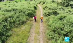 Côte d'Ivoire : la culture du cacao menacée par la déforestation