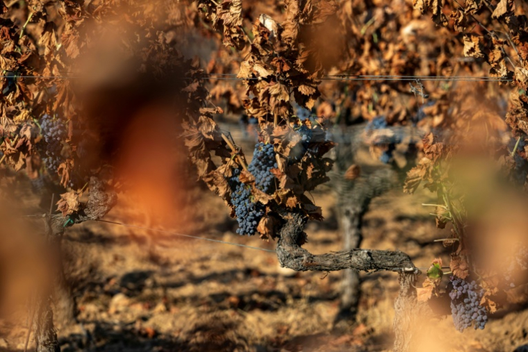 Des vignes brûlées par de récents incendies, dans le vignoble de la coopérative viticole de Correns, le 17 août 2026 dans le Var ( AFP / Miguel MEDINA )