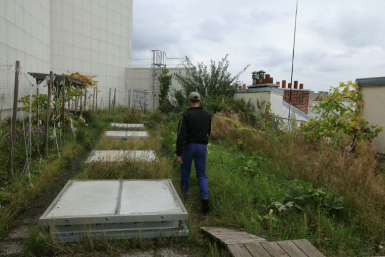 Un potager sur le toit de l'Opéra Bastille géré par la société agricole Topager, le 25 septembre 202 à Paris  ( AFP / Thomas SAMSON )