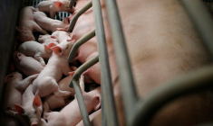 PLAN DE SOUTIEN DE 270 MILLIONS D'EUROS POUR LA FILIÈRE PORCINE