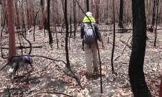 Australie: le célèbre chien détecteur de koalas prend sa retraite