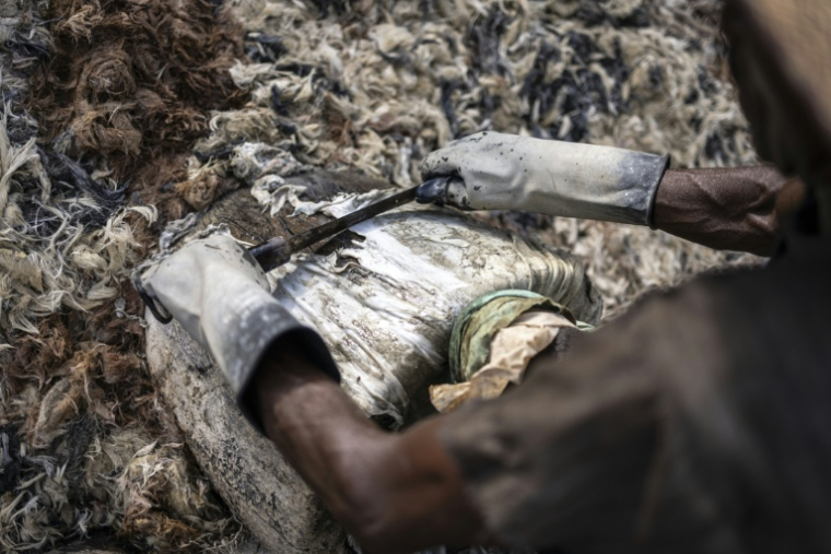 Un tanneur enlève les poils restants d'une peau trempée à la tannerie traditionnelle Majema, dans le quartier de Kofar Wambai à Kano, le 10 septembre 2025. Kano, centre historique du cuir, approvisionne des géants du luxe tels que Louis Vuitton, Gucci et Ralph Lauren, le Nigeria exportant près de 90 % de ses peaux à l'étranger. Mais comme la finition est réalisée en Europe, le label "Made in Nigeria" disparaît, remplacé par "Made in Italy" ou "Made in Spain". Aujourd'hui, certains créateurs nigérians tentent de retrouver l'identité du cuir de leur pays en créant des marques locales. ( AFP / OLYMPIA DE MAISMONT )