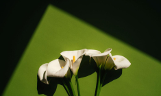 L’assurance obsèques sert au règlement de vos frais d’obsèques, quand l’assurance décès peut permettre à vos proches de percevoir un capital pour l’utiliser à leur guise.