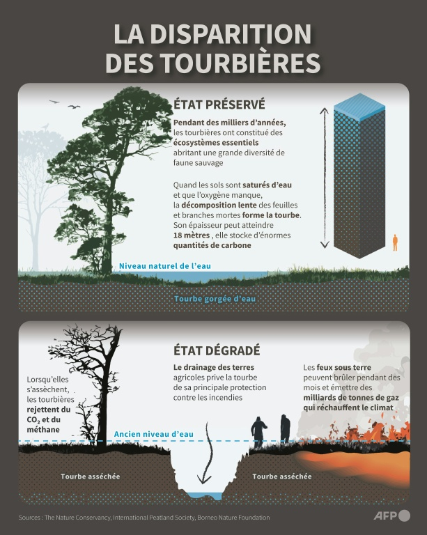 Infographie montrant l'utilité et l'impact environnemental des tourbières intactes par rapport aux tourbières dégradées. En Indonésie, les incendies ont ravagé de vastes étendues de forêts et de tourbières principalement à Bornéo ( AFP / Nicholas SHEARMAN )