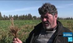 Tunisie : un agriculteur expérimente d'anciennes variétés de blé face au changement climatique