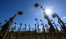 Après une sécheresse historique, Solidarité Paysans au chevet d'agriculteurs à bout ( AFP / Loic VENANCE )