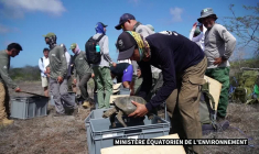 Disparues il y a un siècle, plus de 150 tortues réintroduites aux Galapagos