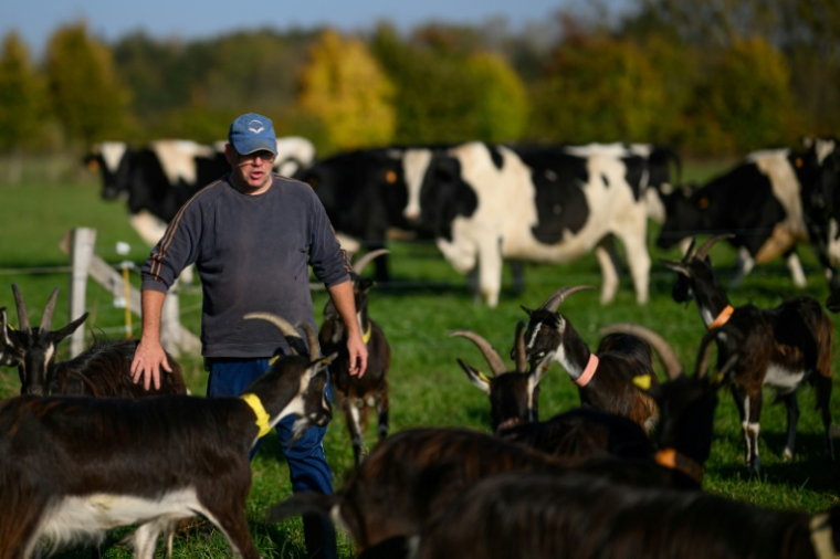 Laurent, un détenu en fin de peine, s'occupe de chèvres à la ferme Ker Madeleine, à Saint-Gildas-des-Bois, le 17 octobre 2025 en Loire-Atlantique ( AFP / Loic VENANCE )
