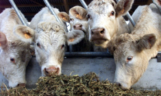 Des vaches "Charolais" dans leur étable à Vertain
