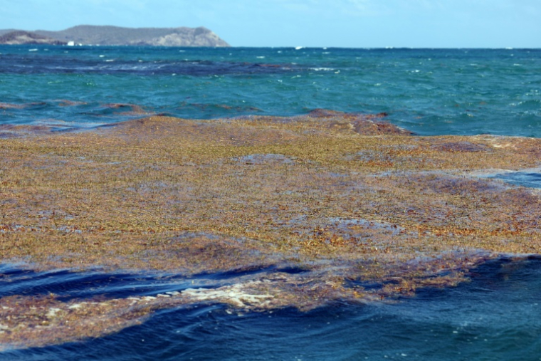 Des sargasses près de la côte du Robert, en Martinique, le 13 février 2022 ( AFP / Thomas COEX )