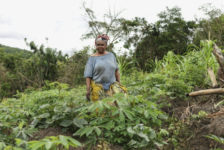Antoinette Nkoussou dans son champ de manioc, dans le village de Mayitoukou (Congo), le 14 mars 2026 ( AFP / Daniel BELOUMOU OLOMO )