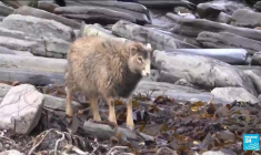 COP26 : tour du monde d'initiatives écologiques insolites