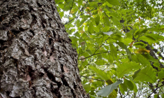 ( AFP / GUILLAUME SOUVANT )