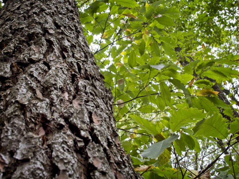 ( AFP / GUILLAUME SOUVANT )
