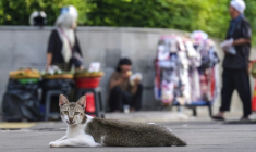 Cette photo, prise le 21 mai 2026, montre un chat errant se reposant sur un trottoir de la capitale indonésienne Jakarta ( AFP / BAY ISMOYO )