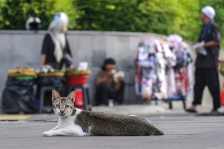 Cette photo, prise le 21 mai 2026, montre un chat errant se reposant sur un trottoir de la capitale indonésienne Jakarta ( AFP / BAY ISMOYO )