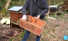 Un apiculteur invente un piège à frelons asiatiques unique au monde