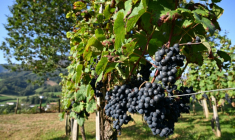 Des vignes à Saint-Etienne-de-Baïgorry, dans les Pyrénnées-Atlantiques, le 19 septembre 2025 ( AFP / Gaizka IROZ )