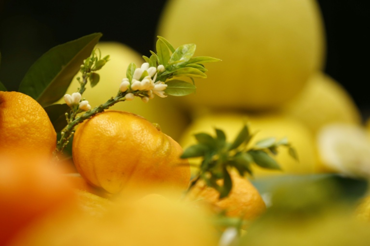 Différentes variétés d'agrumes  exposées à l'INRA, l'Institut national de la recherche agronomique, à San-Guiliano, en Corse, le 20 mars 2018 ( AFP / PASCAL POCHARD-CASABIANCA )