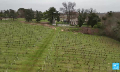 Changer pour continuer d'exister : les vins de Bordeaux ne font plus recette