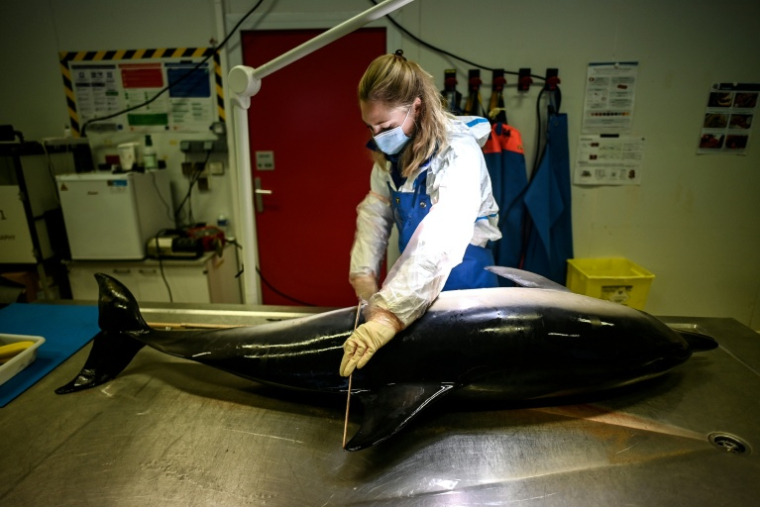 Une vétérinaire effectue des mesures avant l'autopsie d'un dauphin mort à l'observatoire Pelagis de l'Université de La Rochelle, le 22 janvier 2025 en Charente-Maritime ( AFP / Christophe ARCHAMBAULT )