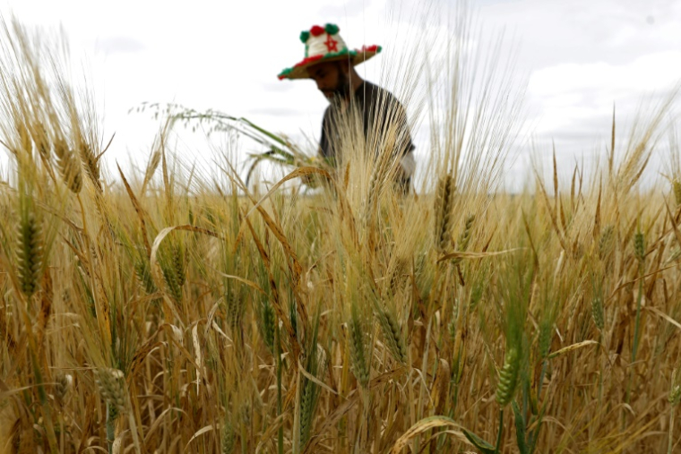 Un agriculteur travaille dans son champ de blé dans la région de Sebt Meghchouch, au Maroc, le 28 avril 2026 ( AFP / Abdel Majid BZIOUAT )