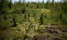 Un projet de reforestation dans le Val d'Oise, en avril 2025. ( AFP / IAN LANGSDON )