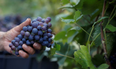 DROITS DE DOUANES: PARIS FAIT PRESSION SUR BRUXELLES POUR UN FONDS DE SOUTIEN AUX VITICULTEURS