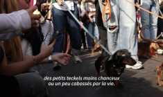 Défilé de teckels sur les Champs-Élysées