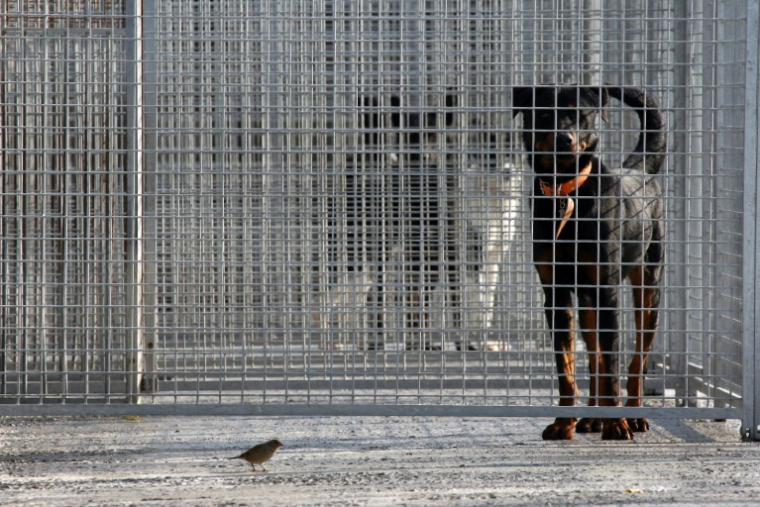Le refuge de la SPA à Gennevilliers dans les Hauts-de-Seine, le 16 octobre 2007 ( AFP / JOEL SAGET )