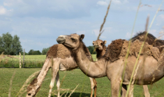 Des chameaux dans un champ de "La Camelerie", une ferme de chameaux à Feignies, le 16 juin 2025 dans le Nord ( AFP / FRANCOIS LO PRESTI )