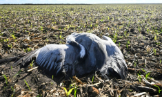 Une grue cendrée morte, infectée par la grippe aviaire, dans un champ de maïs près d'Arjuzanx, le 30 octobre 2025 dans les Landes ( AFP / Gaizka IROZ )